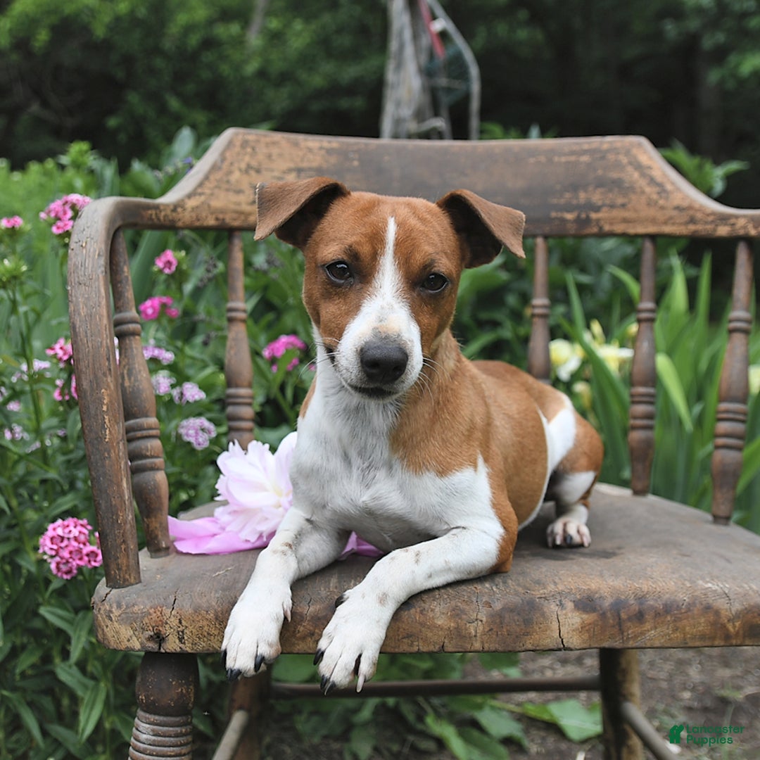 Jack Russell Terrier dogs for sale: Brian - Image 7