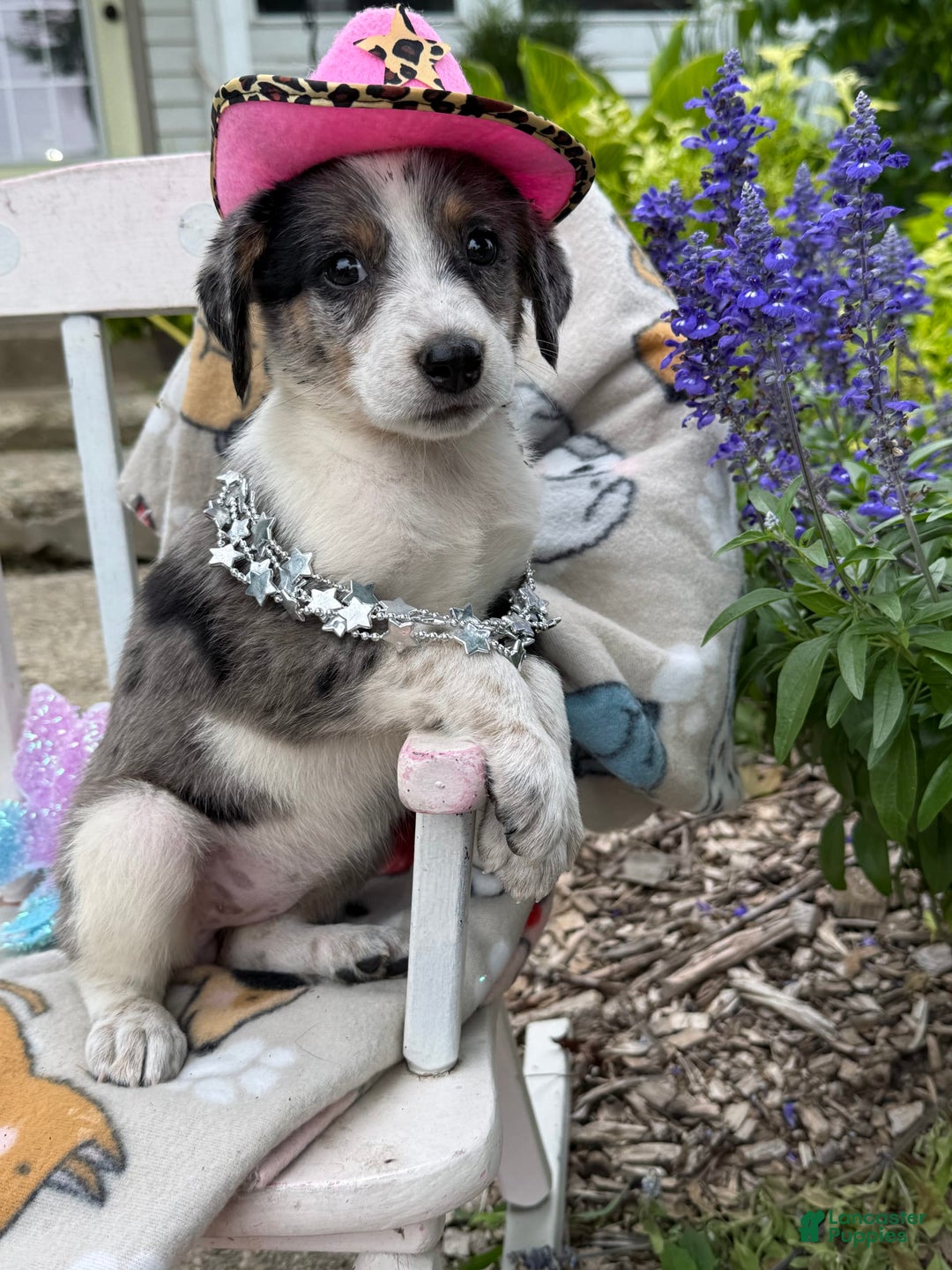 Australian Cattle Dog dogs for sale: Marcia - Image 1