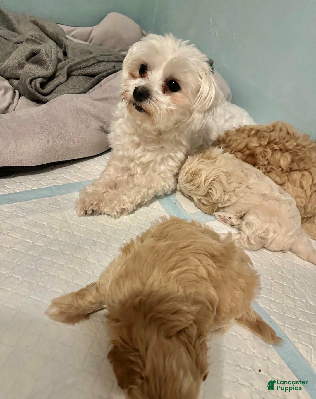 Maltipoo dogs for sale: Carl - Image 4