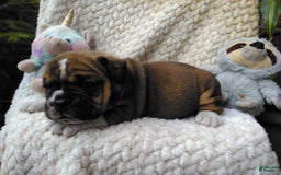 Olde English Bulldogge dogs for sale: Milo - Image 10