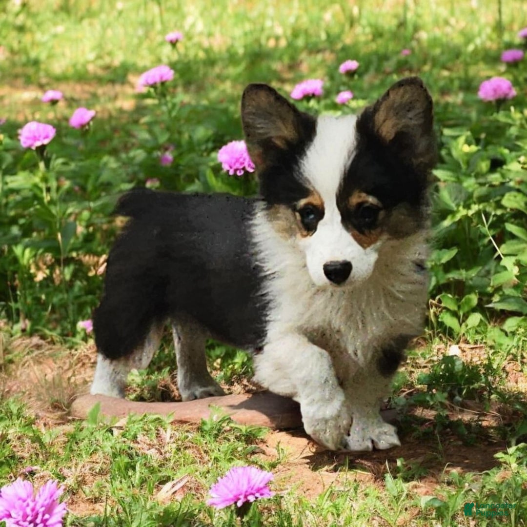 Welsh Corgi Pembroke dogs for sale: Tucker Fluffy - Image 2