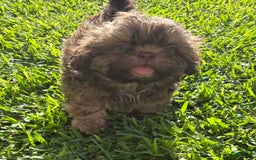 Shih Tzu dogs for sale: Karlton - Image 23