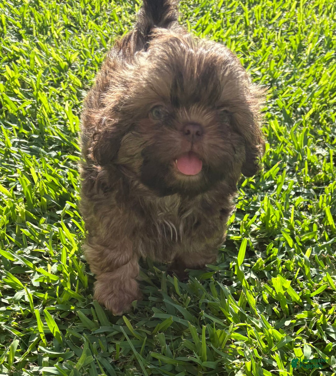 Shih Tzu dogs for sale: Karlton - Image 23