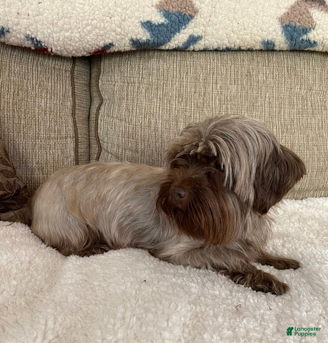 Shorkie dogs for sale: Little Mercedes - Image 15