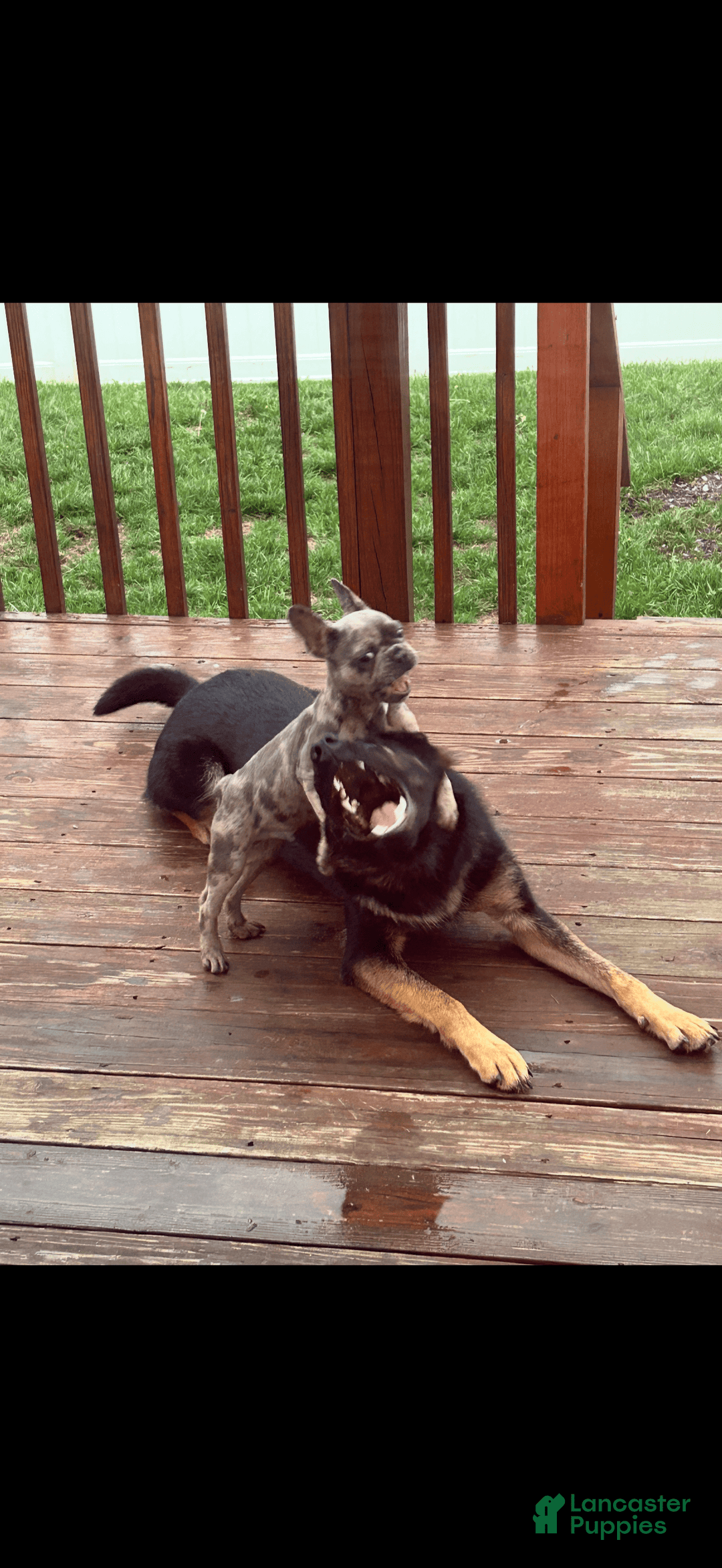 French Bulldog dogs for sale: August - Image 7