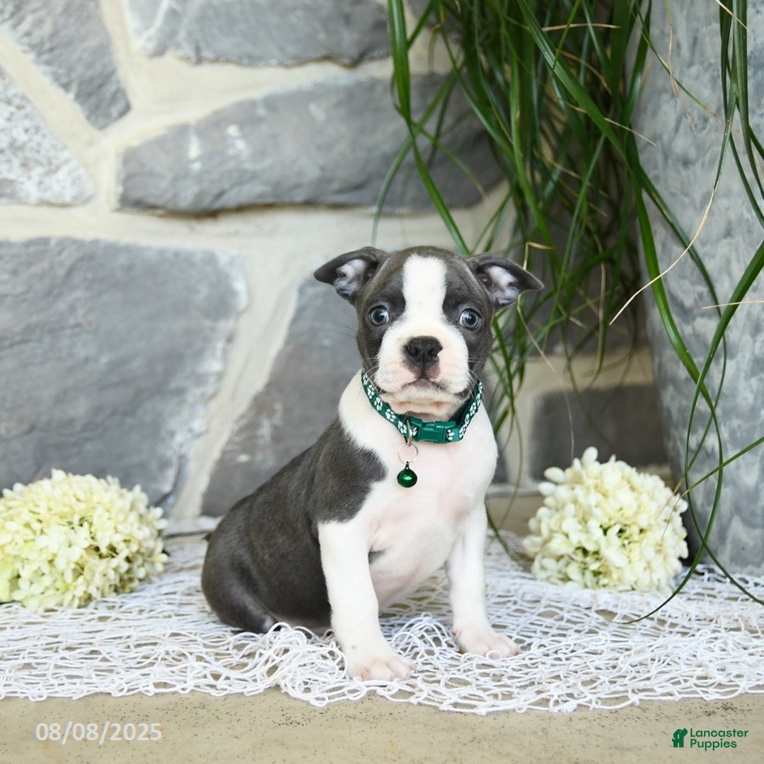 Boston Terrier dogs for sale: Wells - Image 1