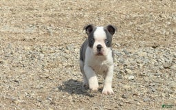 Boston Terrier dogs for sale: Taffy - Image 9
