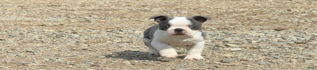 Taffy