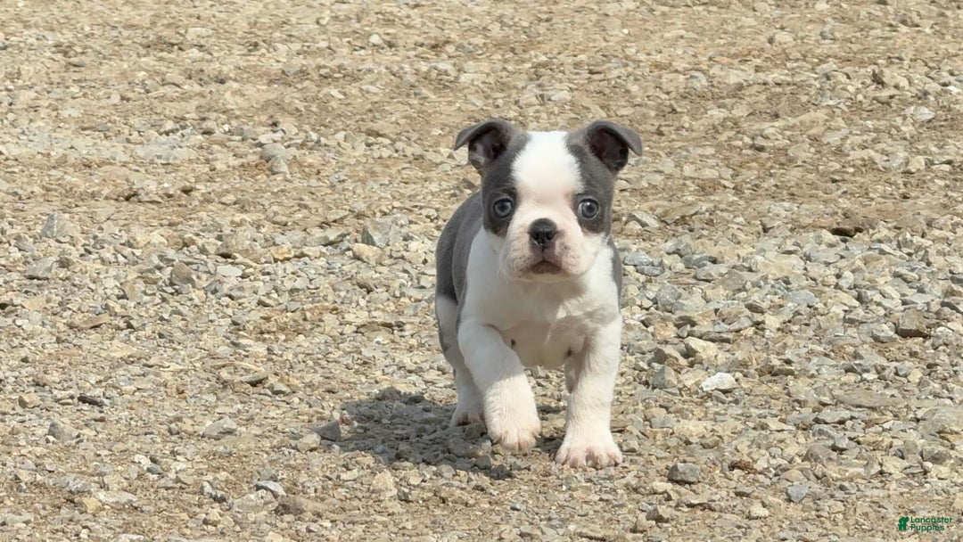 Boston Terrier dogs for sale: Taffy - Image 9
