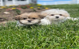Havanese dogs for sale: Felicity - Image 4