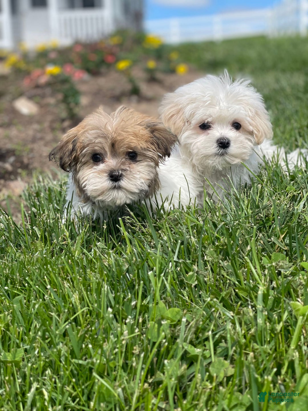 Havanese dogs for sale: Felicity - Image 4