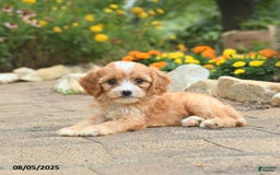 Cavapoo dogs for sale: Asia - Image 3