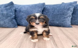 Mini Bernedoodle dogs for sale: Mason - Image 2