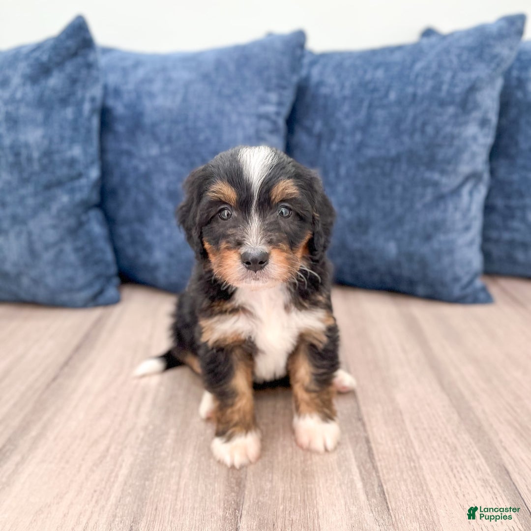 Mini Bernedoodle dogs for sale: Mason - Image 2