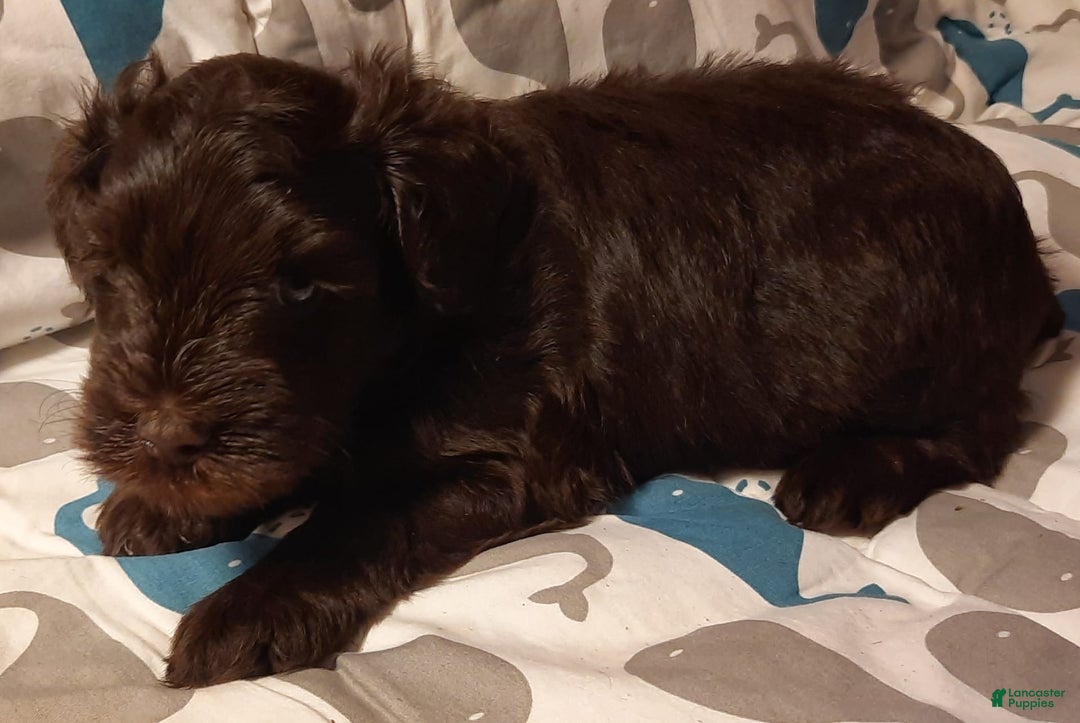 Miniature Schnauzer dogs for sale: Boy2 - Image 7