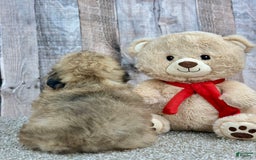 Shihpoo dogs for sale: Peaches - Image 3