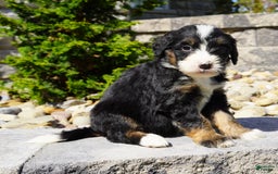 Bernedoodle dogs for sale: Melody - Image 1