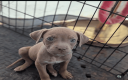 Cane Corso dogs for sale: Star - Image 2
