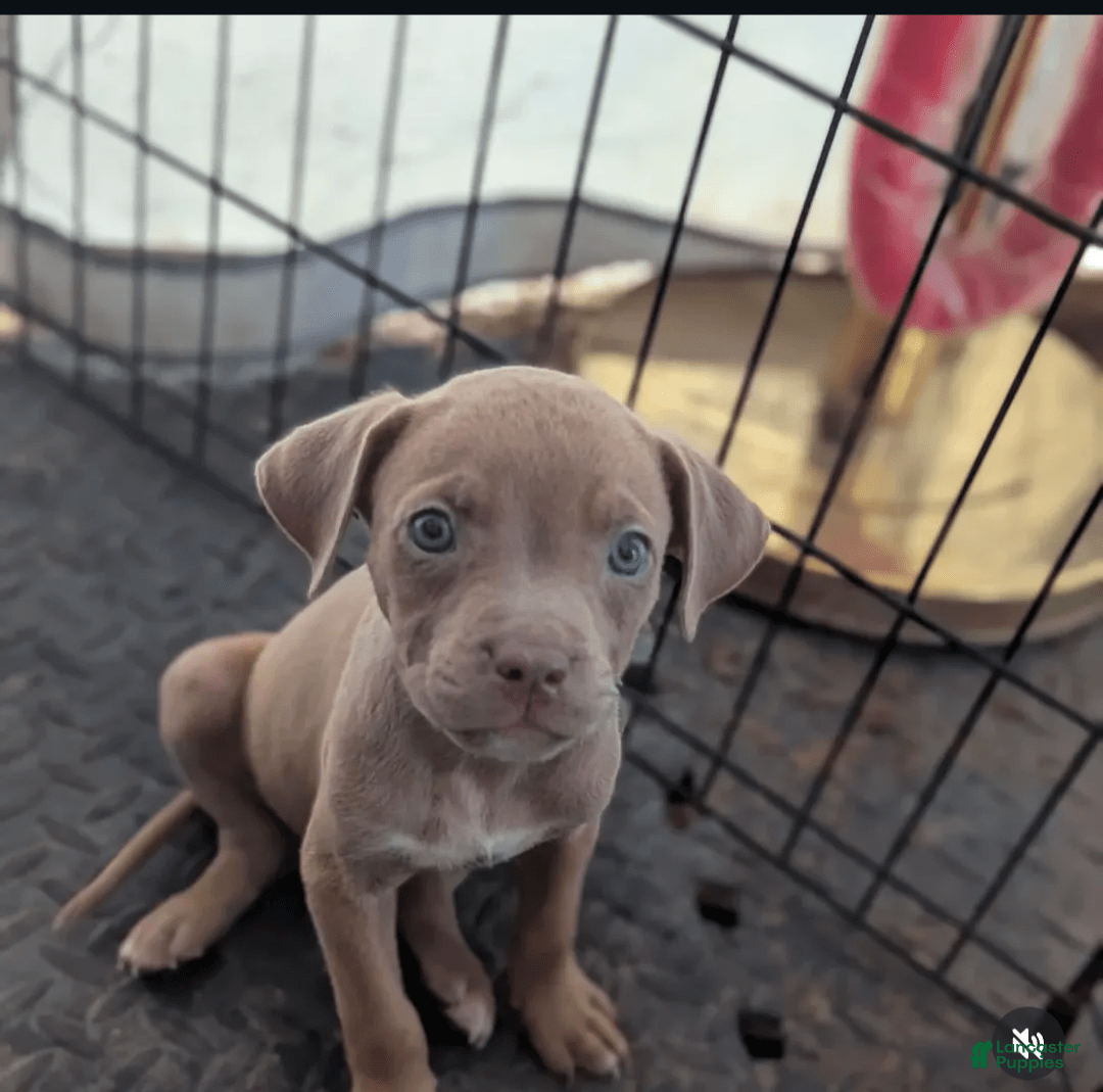 Cane Corso dogs for sale: Star - Image 2