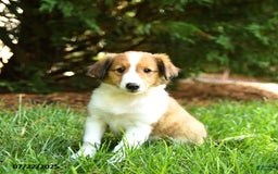 Shetland Sheepdog dogs for sale: Lulu - Image 1