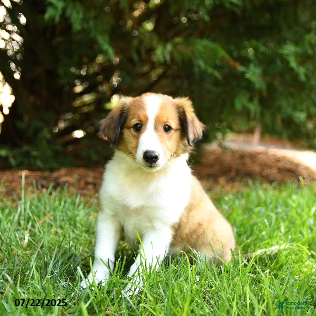 Shetland Sheepdog dogs for sale: Lulu - Image 1