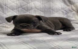 Frenchton dogs for sale: Jim Bob - Image 1