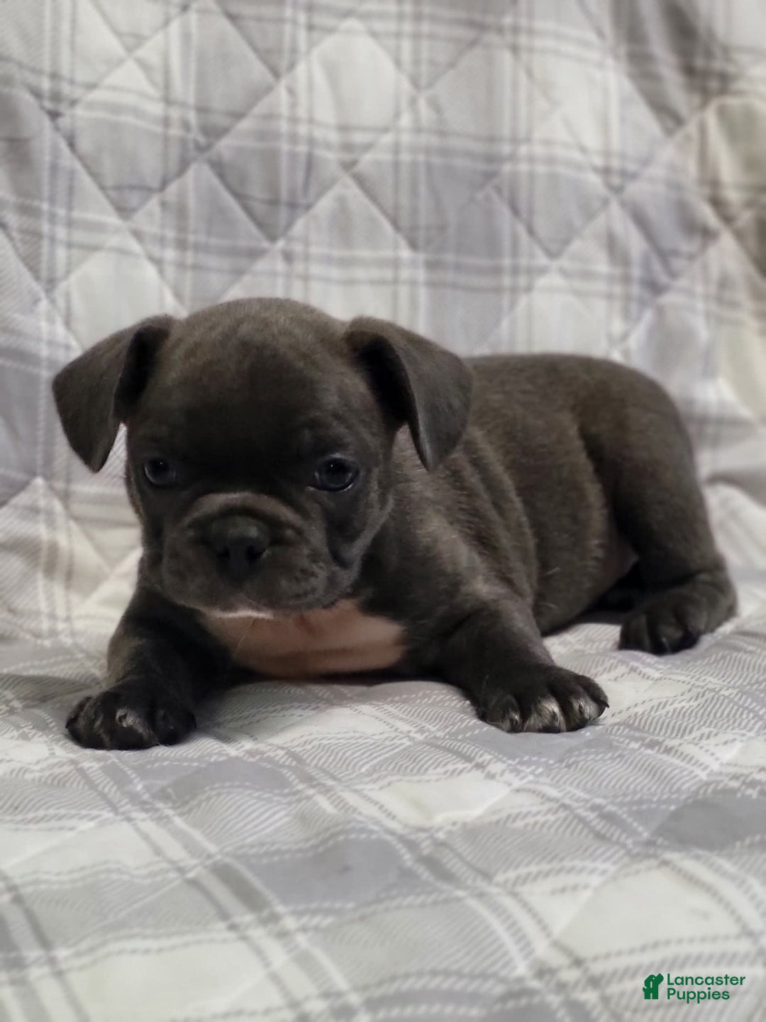 Frenchton dogs for sale: Jim Bob - Image 1