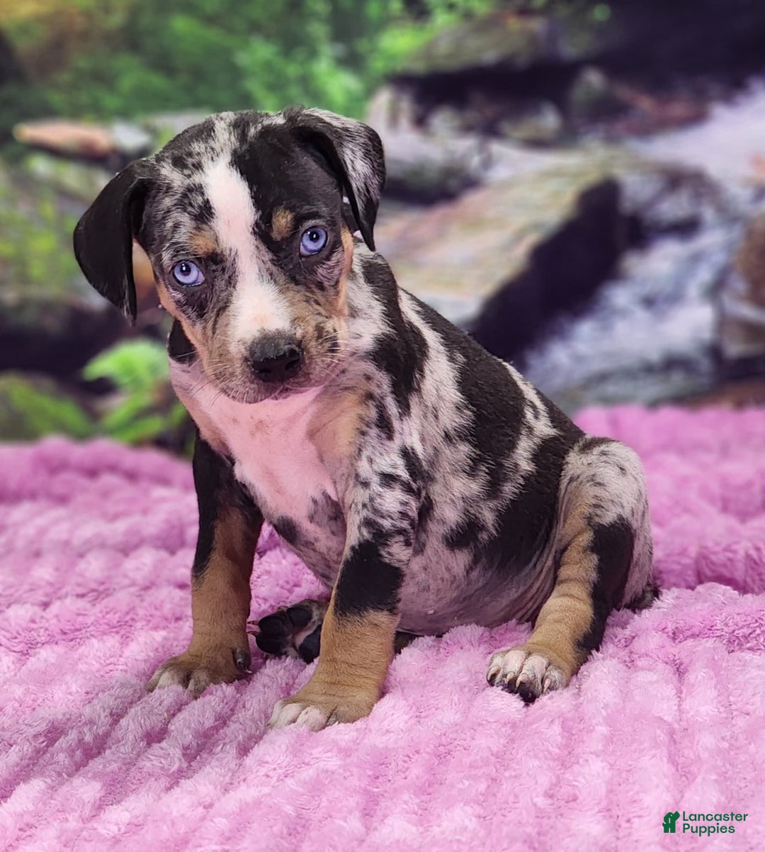 Catahoula Leopard Dog dogs for sale: Luna 2025 Female 3 - Image 1