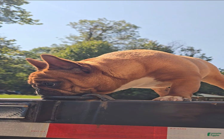 French Bulldog dogs for sale - Ad 1