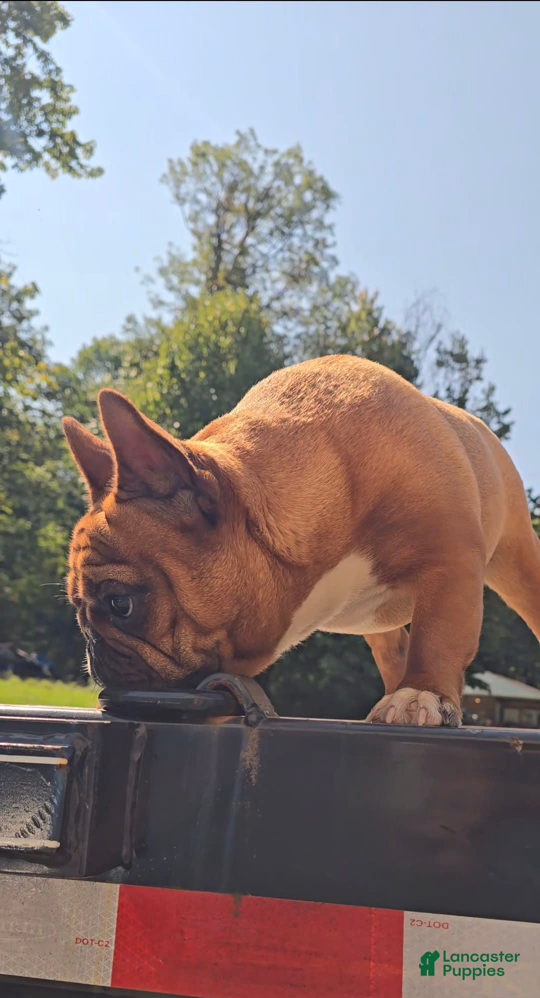 French Bulldog dogs for sale: Raider - Image 1