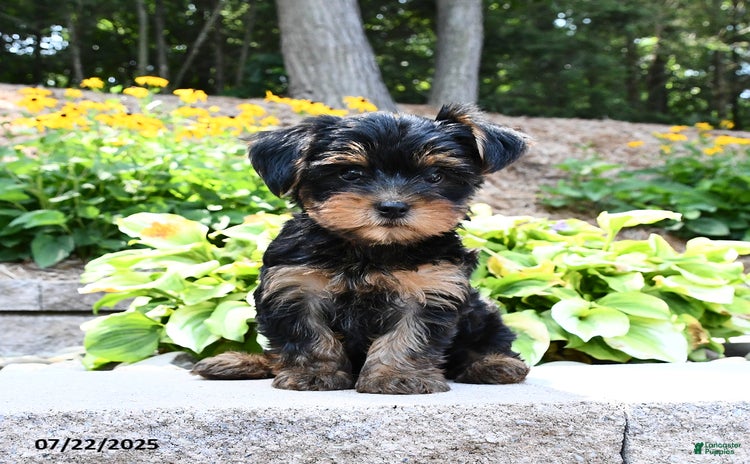 Yorkshire Terrier dogs for sale - Ad 5