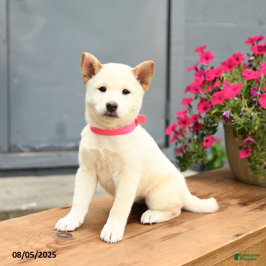 Shiba Inu dogs for sale: Rachel - Image 3