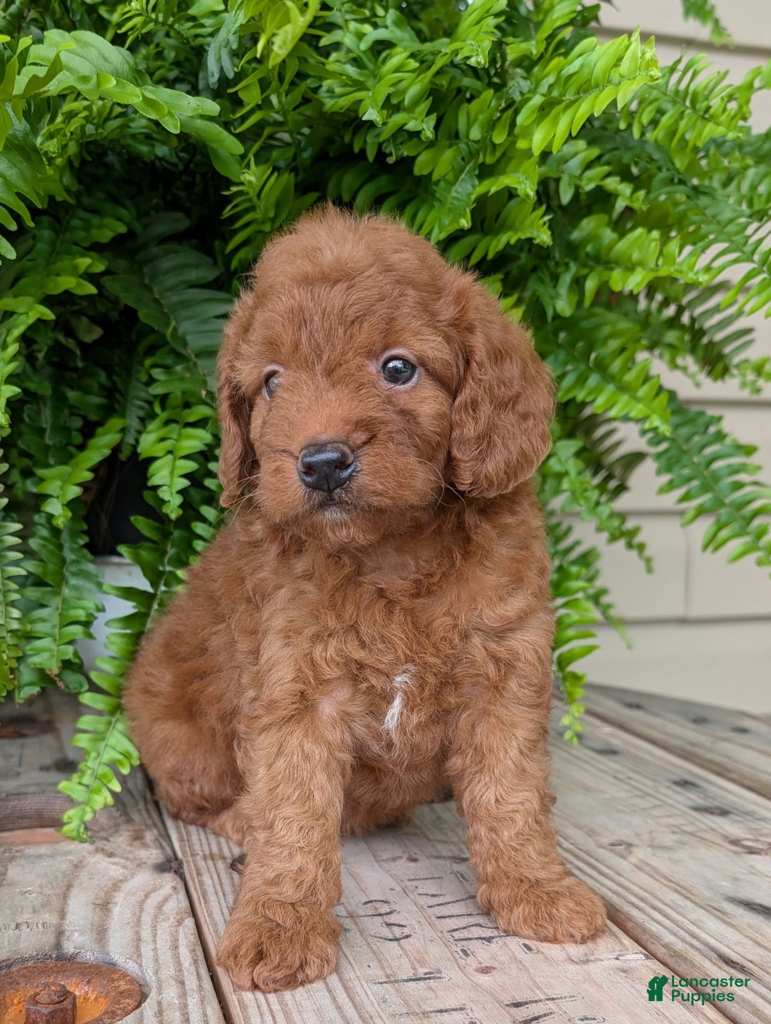 Mini Goldendoodle dogs for sale: Mini -lilly - Image 10