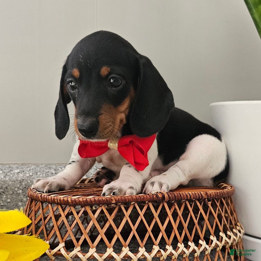 Dachshund dogs for sale: Lil Peanut - Image 3