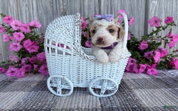 Mini Goldendoodle dogs for sale: Darla - Image 7