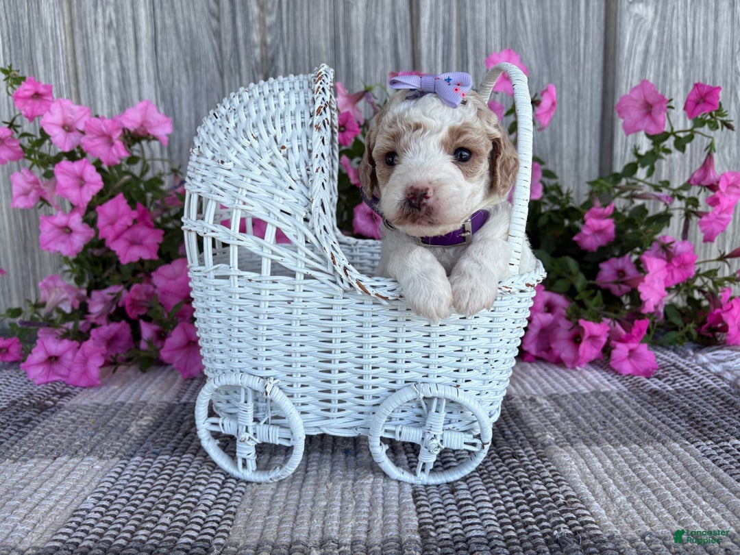 Mini Goldendoodle dogs for sale: Darla - Image 7