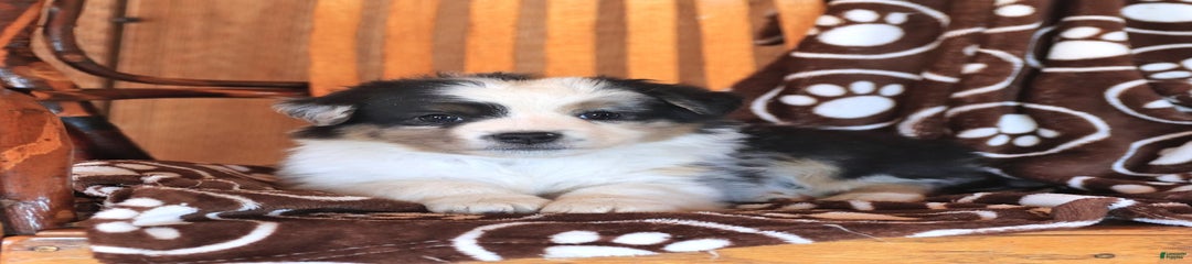 Tucker