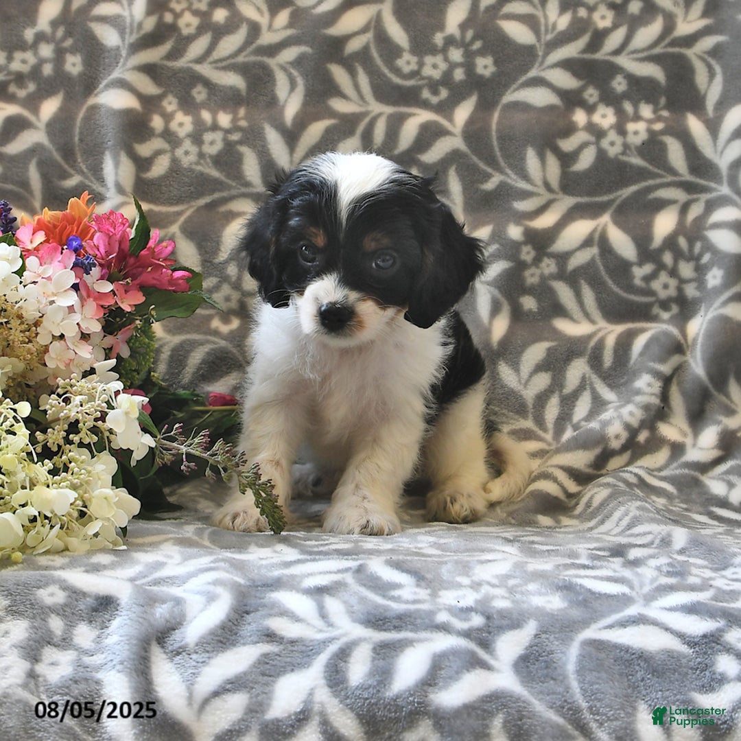 Cavapoo dogs for sale: Bingo - Image 3