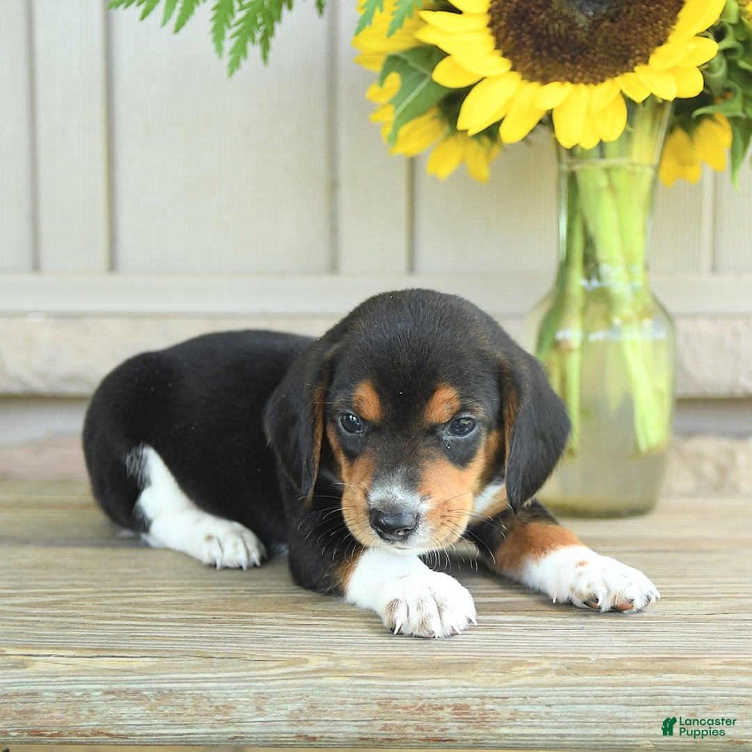 Beagle dogs for sale: Toto - Image 7