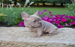 French Bulldog dogs for sale: Ellie - Image 6