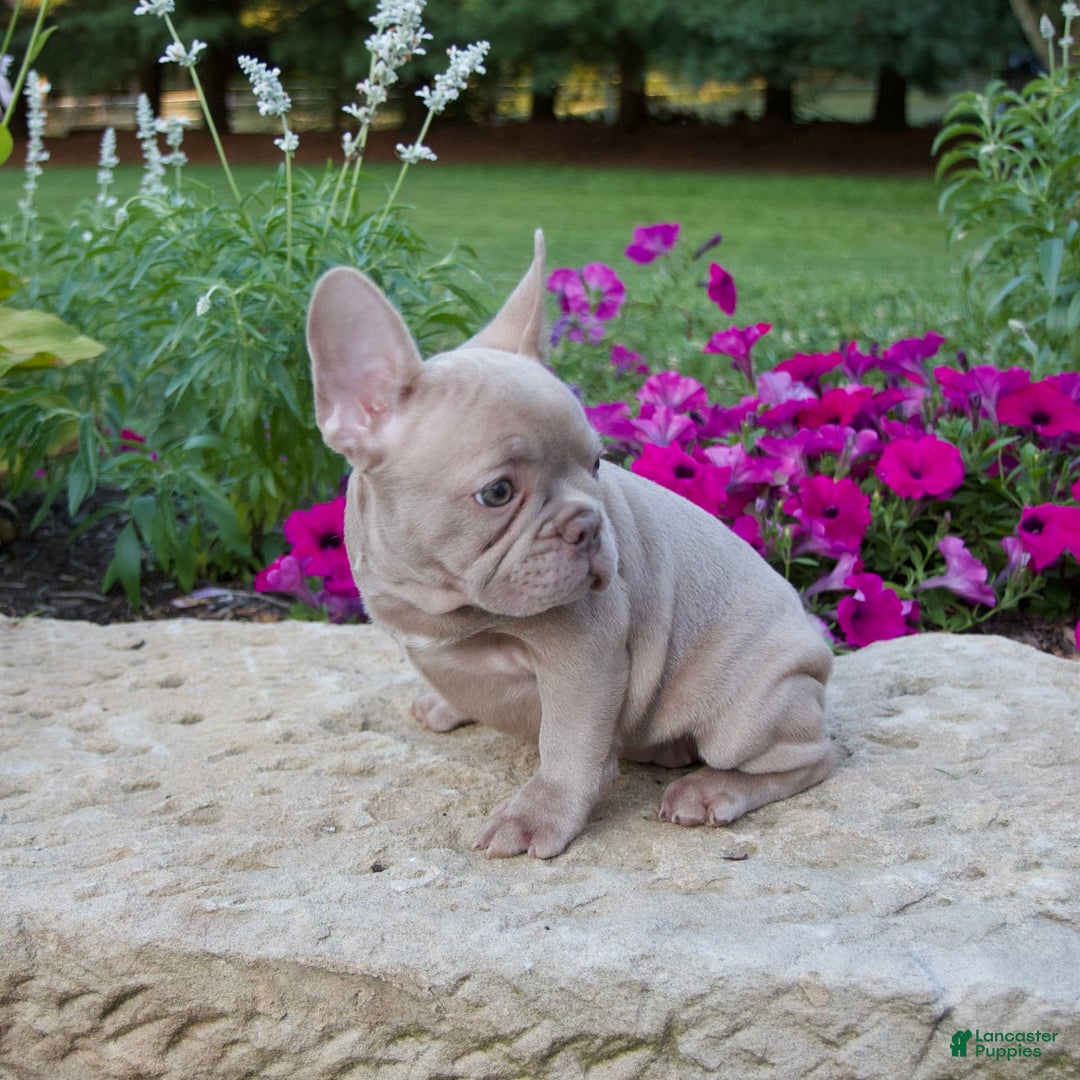 French Bulldog dogs for sale: Ellie - Image 6
