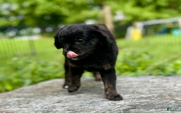 Mini Bernedoodle dogs for sale: Paulie - Image 1