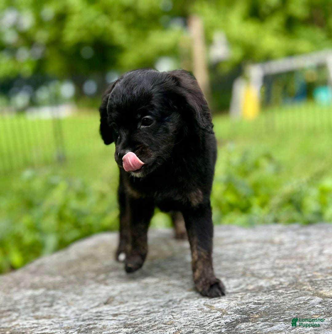 Mini Bernedoodle dogs for sale: Paulie - Image 1
