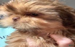 Shih Tzu dogs for sale: Brennan - Image 15