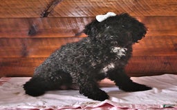 Miniature Poodle dogs for sale: Aster - Image 4