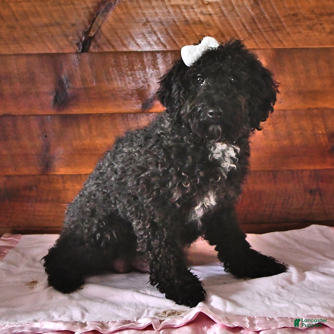 Miniature Poodle dogs for sale: Aster - Image 4