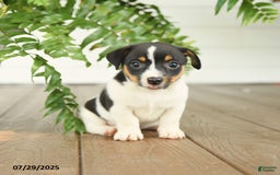 Jack Russell Terrier dogs for sale: Jack Russell Terrier 4 puppies - Image 2