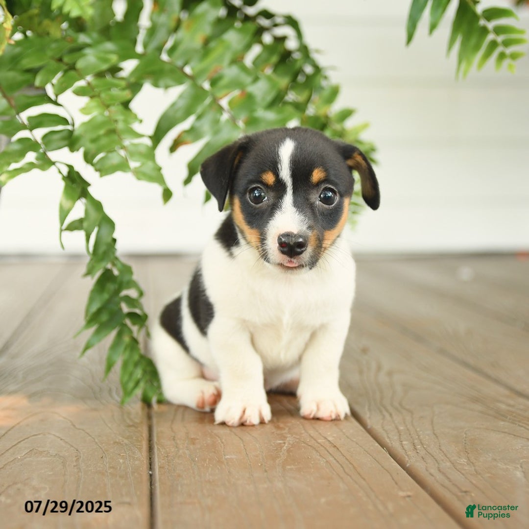 Jack Russell Terrier dogs for sale: Jack Russell Terrier 4 puppies - Image 2