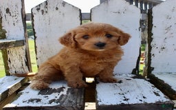 Mini Goldendoodle dogs for sale: Vicky - Image 7