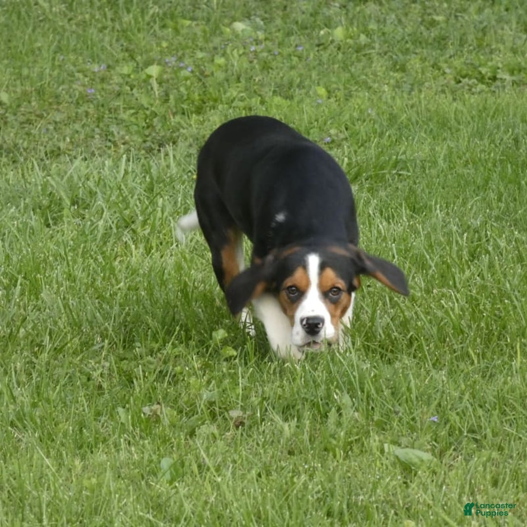 Beaglier dogs for sale: Edwin - Image 1